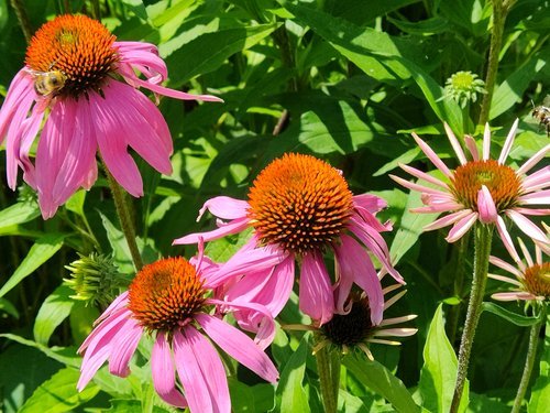 Echinacea